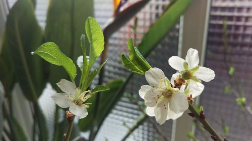 Close-up of white flowering plant