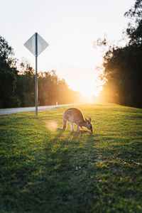 Horse grazing on field during sunset