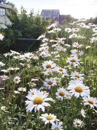 Close-up of flowers blooming on field