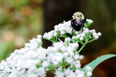 Close-up of bee on white flower