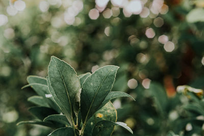 Close-up of fresh green leaves