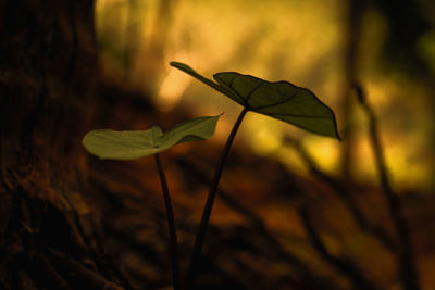 Close-up of leaf on land