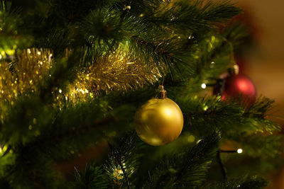 Close-up of christmas tree