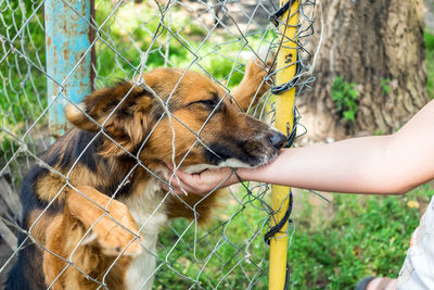 Close-up of a hand holding dog