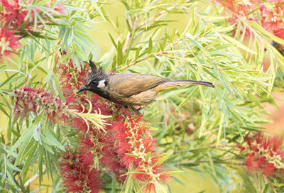 Close-up of himalayan bulbul perching on a bottle brush tree