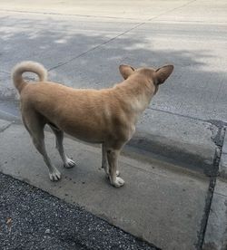 High angle view of dog on road