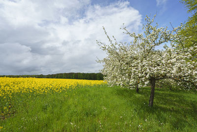 Yellow flowering plants on field against sky