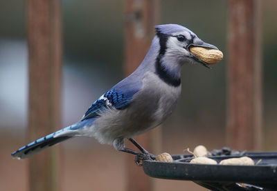 A Bluejay finds