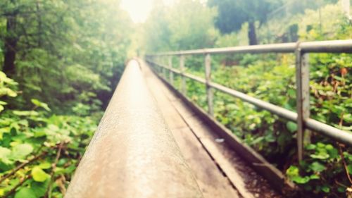 Road passing through forest