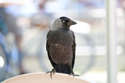 Bird carrion crow, corvus corone