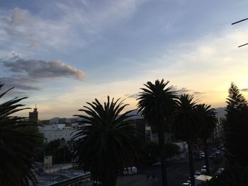 Low angle view of palm trees against sky