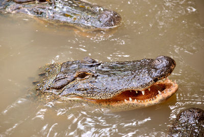 Close up view of an american alligator latin name alligator mississippiensis with mouth open