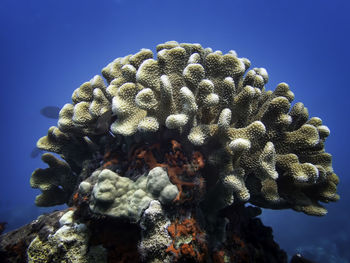 Close-up of coral in sea