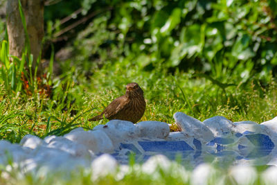 Bird perching on a field