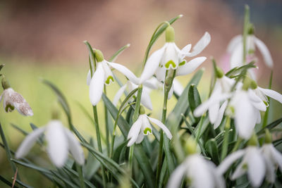 Close-up of white flowering plants on field