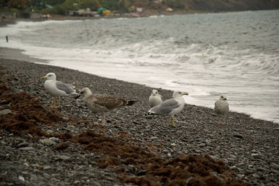 Seagulls on beach