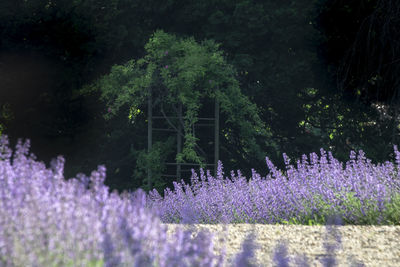 Purple flowering plants by trees on field