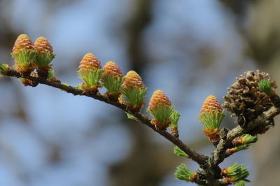 Close-up of flowering plant