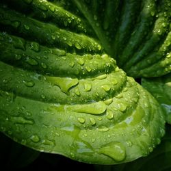 Full frame shot of wet leaf