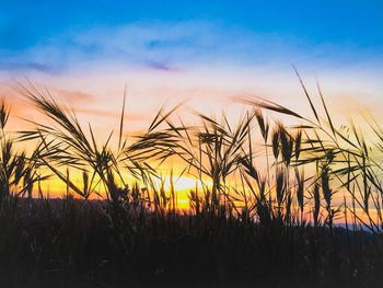 Close-up of stalks in field against sunset sky