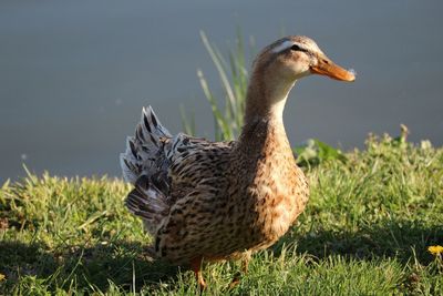 Close-up of duck on field