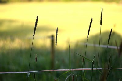 Close-up of plants growing on field