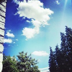 Low angle view of trees against sky