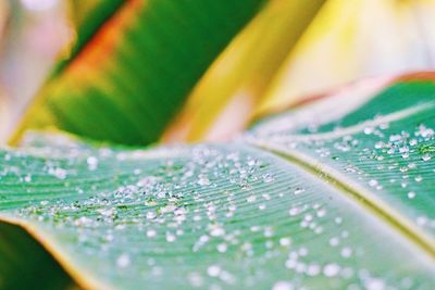 Close-up of raindrops on leaves