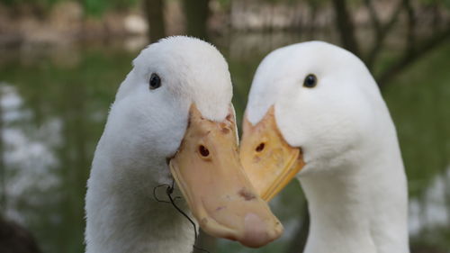 Close-up of ducks outdoors