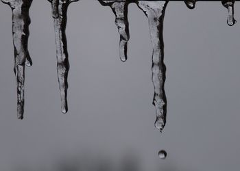 Close-up of icicles hanging on tree against sky