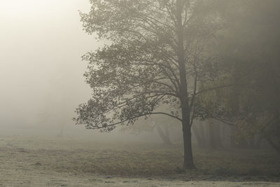 mist