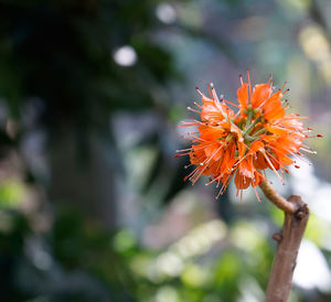 Close-up of plant against blurred background