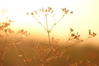 Close-up of stalks against sky during sunrise 