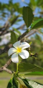 Close-up of white flowering plant