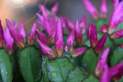 Close-up of purple flowering plant