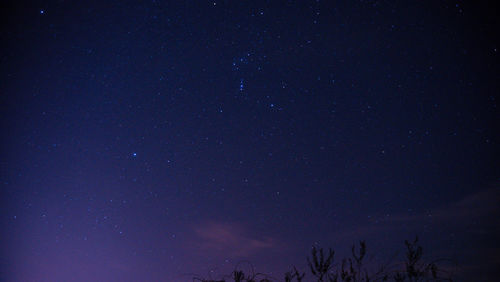 Low angle view of trees against sky at night