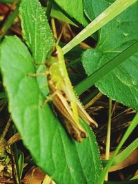 Close-up of insect on leaf