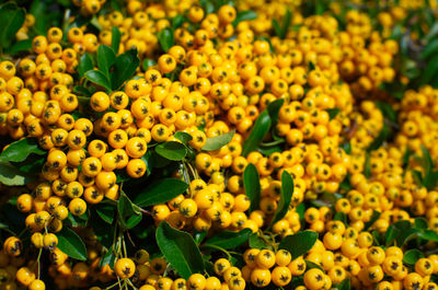 Close-up of yellow flowering plants