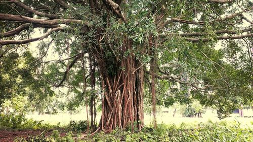 Trees in forest