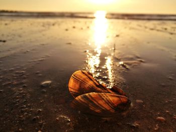 Close-up of crab on beach against sky during sunset