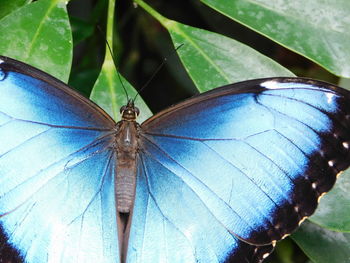 Close-up of butterfly on leaf