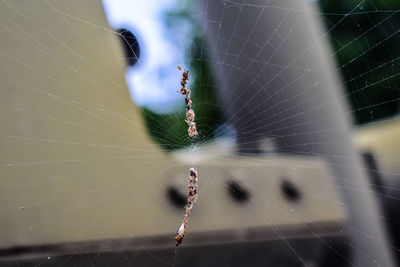 Close-up of spider on web