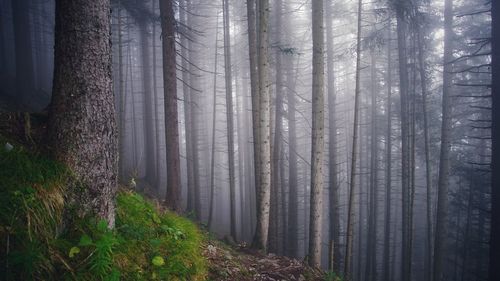 Trees in forest