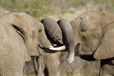 Side view of two elephants loving each other with their trunks