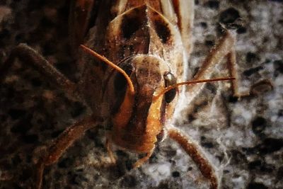 Close-up of insect on dry leaf