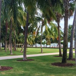 Trees in park