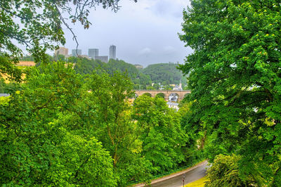 Trees and plants growing by road against sky in city