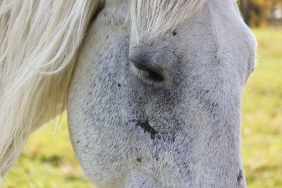 Close-up of horse on field