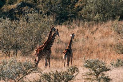 A herd of giraffes at mount longonot game park, naivasha, rift valley, kenya