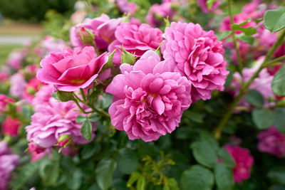 Close-up of pink rose flowers